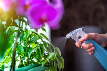 Woman sprays plants in flower pots. Housewife taking care of home plants at her home, spraying...