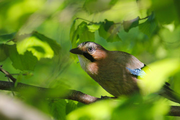 Obraz premium Eichelhäher im Grünen schaut in die Kamera im Sommer
