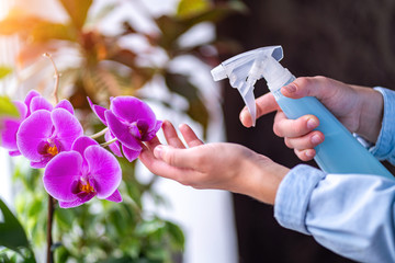 Woman sprays plants in flower pots. Housewife taking care of house plants at her home, spraying...