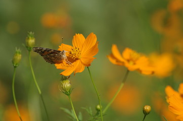 アカヒメタテハとコスモス