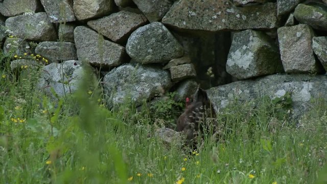 Handheld, Medium Wide Shot Of A Chicken Walking Through A Hole In A Stone Wall.