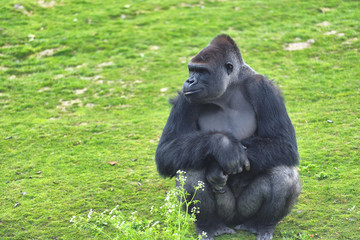Adult gorilla in green grass