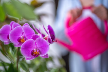 Woman watering home plants using a watering can. Flowers care. Watering orchid flower at home
