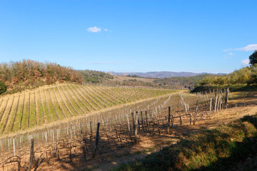 Fototapeta na wymiar winter view with vineyard in tuscany italy 