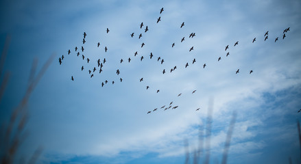 Geese Migrating