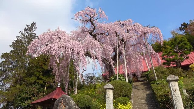 大聖寺の紅しだれ桜（福島県・田村市）