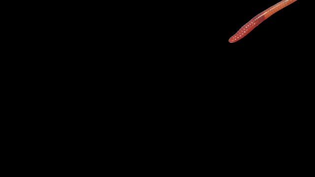 Earthworm creep. Footage with alpha channel (codec: png+alpha with black background)