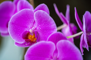 Orchid flower with drops closeup