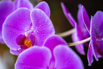 Orchid flower with drops closeup