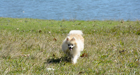 Naklejka na ściany i meble The Pomeranian is a breed of dog of the Spitz