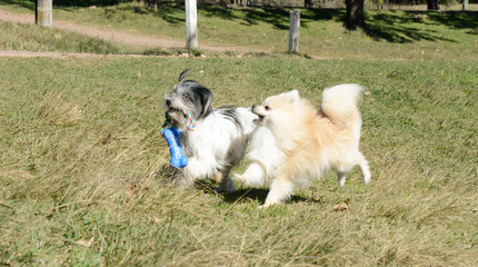 Cachorros, spitz alemão, Lhasa Apso animal de estimação