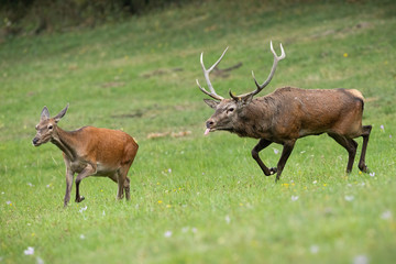 Red deer, cervus elaphus, stag following hind and sniffing scents with tongue out in rutting season. Sexual behavior of wild animals in nature.