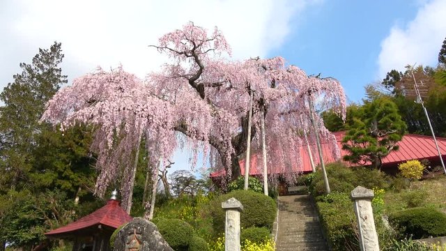 大聖寺の紅しだれ桜（福島県・田村市）