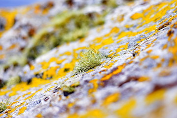 Arctic lichens. Rock surface with lichen and moss texture. Nature colors abstract background.
