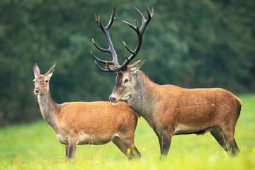 Naklejka premium Red deer, cervus elaphus, stag and hind standing close together on a meadow with green grass in rutting season. Sexual behavior of male and female animal in nature.