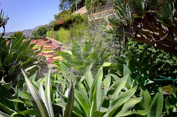 Obraz premium A big spider web on a succulent plant in the botanical garden (Funchal, Madeira, Portugal)