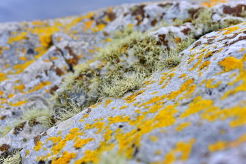 Arctic lichens. Rock surface with lichen and moss texture. Nature colors abstract background.