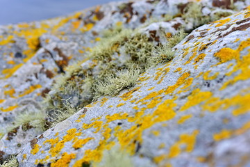 Arctic lichens. Rock surface with lichen and moss texture. Nature colors abstract background.
