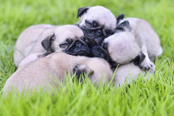 Cute puppies Pug sleeping together in green lawn after