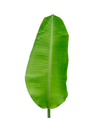 banana green leaf isolated on white background with clipping path