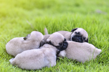 Naklejka na ściany i meble Cute puppies Pug sleeping together in green lawn after