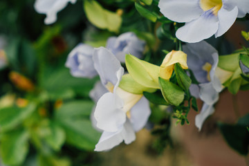 close up shot of morning glory flower