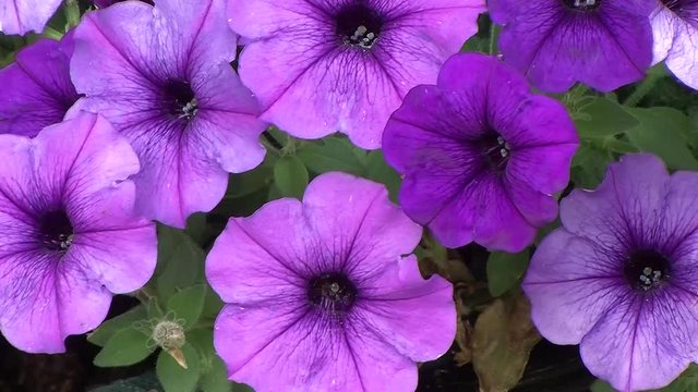 Violette Petunien zittern im Wind (Nahaufnahme)