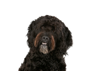 Barbet dog portrait isolated on white. Copy space. cut out on white background.