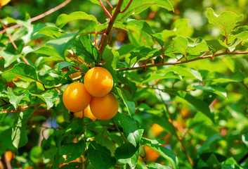 Yellow cherry plum berries on branches among green leaves.