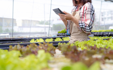 Woman farmer use Calculator checking stock and price hydroponics vegetables in market greenhouse, Organic farmer working technology payment and shopping, Farmers small business healthy food nutrition