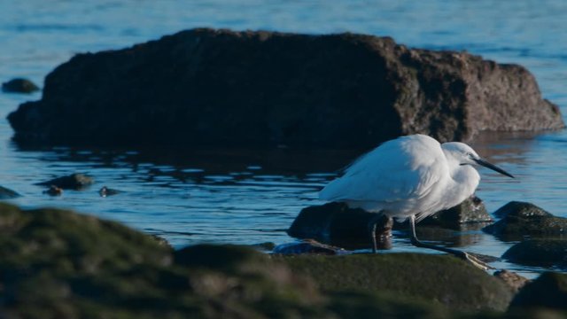 White Egret in slow motion searches for food between rocks