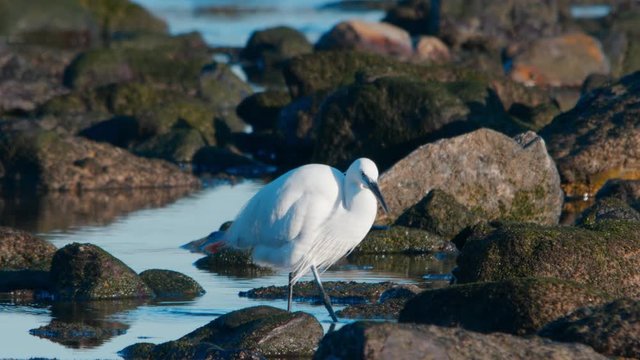 Egret Bird search for food between rocks in Slow Motion