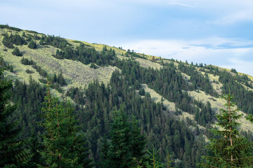 Fototapeta premium mountain range gorgany in the carpathian mountains