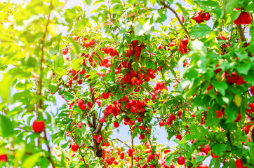 Red berry cherry plum on branches among green leaves. Harvest, healthy nutrition.