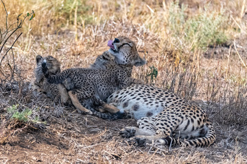 Cheeta with her two babies in the savannah, Serengeti reserve in Tanzania, cute animals