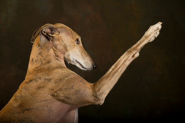 Greyhound with raised leg