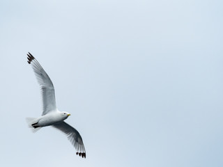 Bird in flight