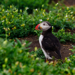 Puffins