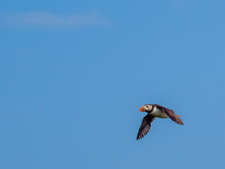 Puffins