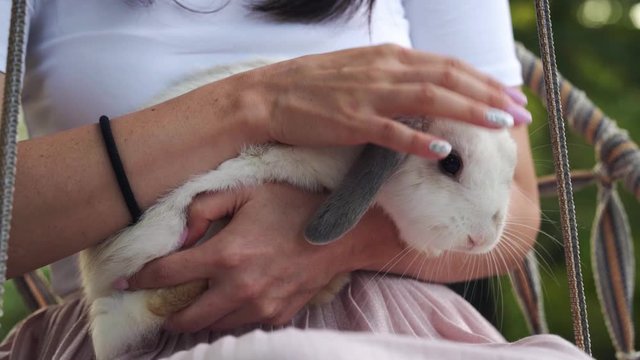 Woman stroking a cute rabbit outdoor, white rabbit with gray ears.