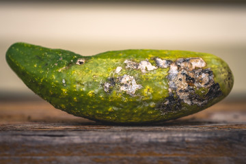 spoiled rotten cucumber. disgusting food concept.
