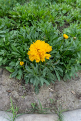 yellow flowers in the garden