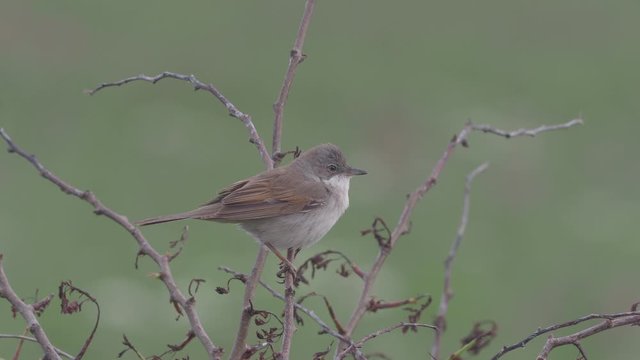 Common whitethroat Sylvia communis single bird on branch, Warwickshire, May 2019