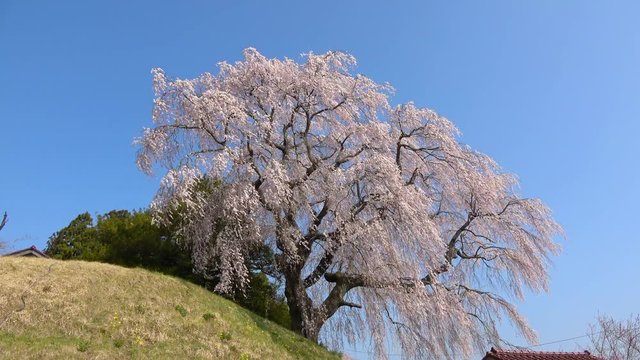 蛇盛塚のしだれ桜（福島県・田村市）