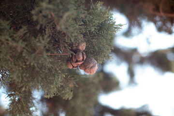 Fototapeta premium pine seeds