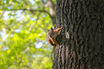 red mischievous squirrel on the trunk of a large tree on a bright warm day