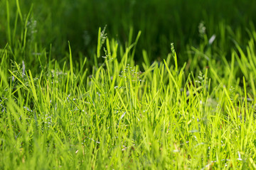 green grass in the sunlight. natural vibrant background in soft colors