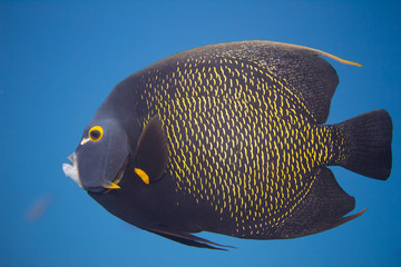 French Angelfish