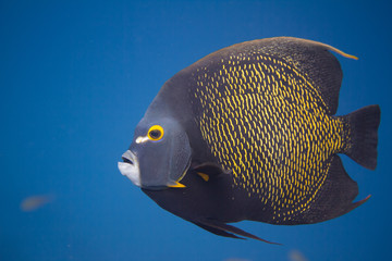 French Angelfish