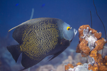 French Angelfish